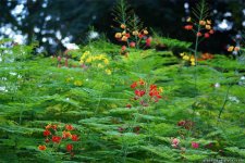 Caesalpinia-pulcherrima.jpg