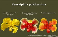 Caesalpinia.jpg