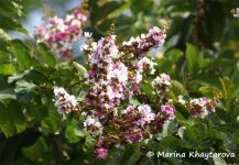 Lagerstroemia-floribunda-1.jpg