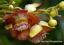 Couroupita-guianensis-1.jpg