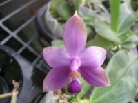 violacea blue台灣.JPG