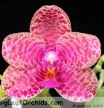 Phal_Black_Lion_Spotted_Prince_2009a.JPG