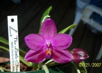 Phal. Ember Carmela.jpg