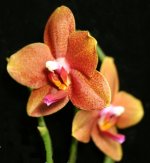 Phal. Ming-Hsing Yellow Boy ‘Montclair’.jpg