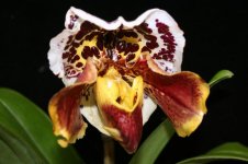 Paph. Winston Churchill 'Indomitable' x Spasholt.jpg