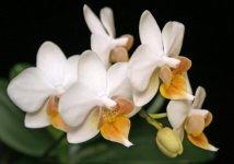 Phal. Lius Fantasy.jpg