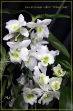 Dendrobium nobile “White Star”.jpg