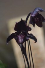 Пафиопедилум Paph. Darks.jpg