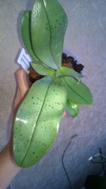 Фаленопсис Phalaenopsis mannii x sch.jpg