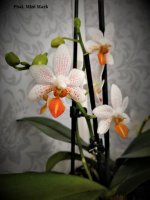Phalaenopsis Minimark.jpg