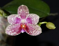 Phal. Zheng Min Flamingo.jpg