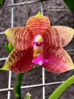 Phalaenopsis Princess Kaiulani.jpg