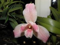 Lycaste Strawberry Fizz (tricolor x Shoalhaven Miss Shonan).jpg