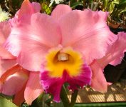 □Rlc.(Memoria Helen Brown'Sweet Afton'x C. Antonetta Mahan'Castle').jpg