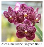 Ascda-Kulwadee-Fragrace-No12.JPG