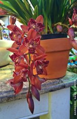 Cymbidium Hot Devon 'Bird of Paradise'.jpg