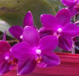 Phal Ember ‘Zuma’s Diablito’.jpg