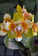 Phal.(TzChiang Balm X Sogo Manager )'.jpg