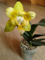 Phal.(TzChiang Balm X Sogo Manager )'2.jpg