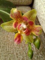 Phal.(TzChiang Balm X Sogo Manager )'3.jpg