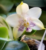 Phal. Mituo Blue Smurfs.jpg