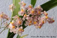 Oncidium Tsiku Marguerite 'Chian-Tzy Glory' 1.jpg