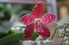 P.LD's Bear King x gigantea.jpg