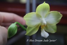 P.Hos Dream Jade 'peter'.jpg