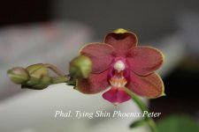 Phal. Tying Shin Phoenix Peter.jpg