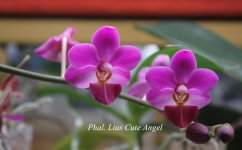 Phal.Lius Cute Angel.jpg