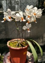 holconopsis-pingtung-belt-phalaenopsis-sogo-genki-x-holcoglossum-wangii-foto-5486.jpg