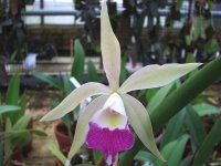image-orchidfloriculture-6967.jpg