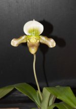 Paph. venustum x Paph.Green Meatloaf.jpg