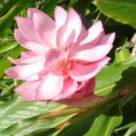 polynesian-produce-stand-live-rhizome-pink-ginger-plant-jungle.jpg