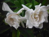 Gardenia-jasminoides-Miami-SupremeGardenia3.jpg