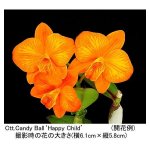 kuroyanagi-orchid_cha-015.jpeg
