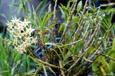 Dendrobium rhombeum Lindl..jpg