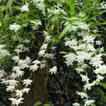 Dendrobium-crumenatum-–-Sudu-pareyi-mal-LP-S-wet-low-country.jpg