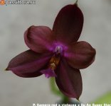 Samera-red-x-violacea-x-Su-An-Super-Star2.jpg