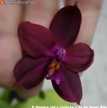 P.-Samera-red-x-violacea-x-Su-An-Super-Star.jpg