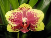 Phal. Dou-dii Pride ' Ranbow Star'.jpg