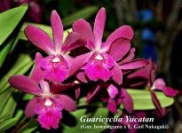 Guaricyclia Yucatan_5444.jpg