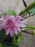 Rare-Dendrobium-Hibiki-x-bracteosum-orchid-plant-FS.jpg