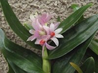 Rare-Dendrobium-Hibiki-x-bracteosum-orchid-plant-FS (1).jpg