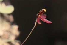 Bulbophyllum_elassoglossum_1-_Raab_Bustamante.jpg