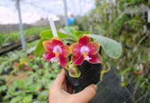 Phalaenopsis Yaphon Red Jewel x Ld's Bear King.jpg