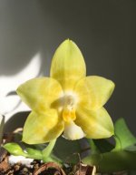 Phal. Joy Spring Canary Joy.jpg