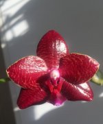 Phal. Mituo King Blood Spot 2.jpg