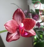 Phal. Mituo King Blood Spot 1.jpg