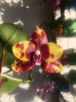 Phal. Mituo Diamond 2.jpg